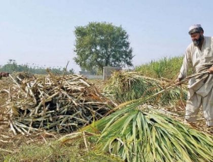 sugar cane
